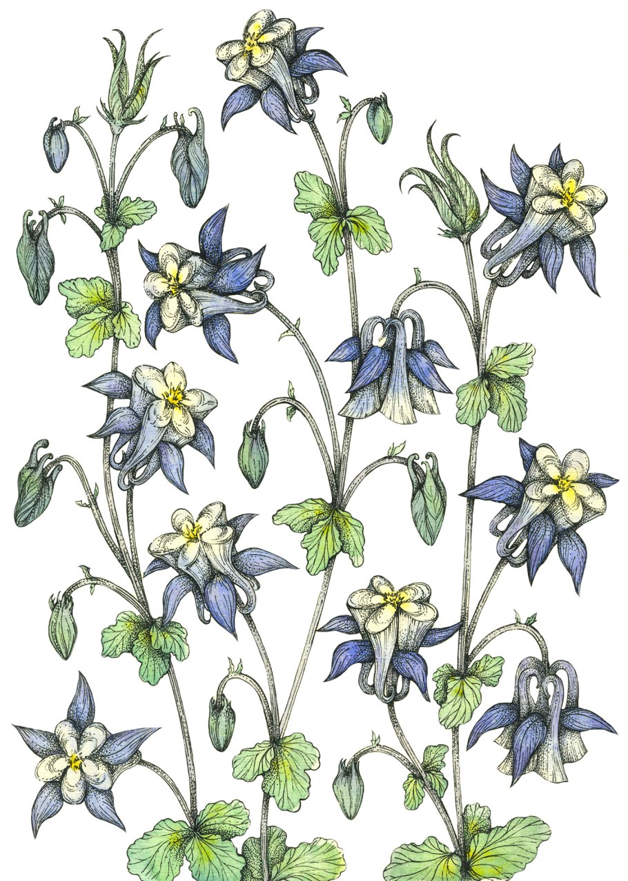 Аквилегия нимфа