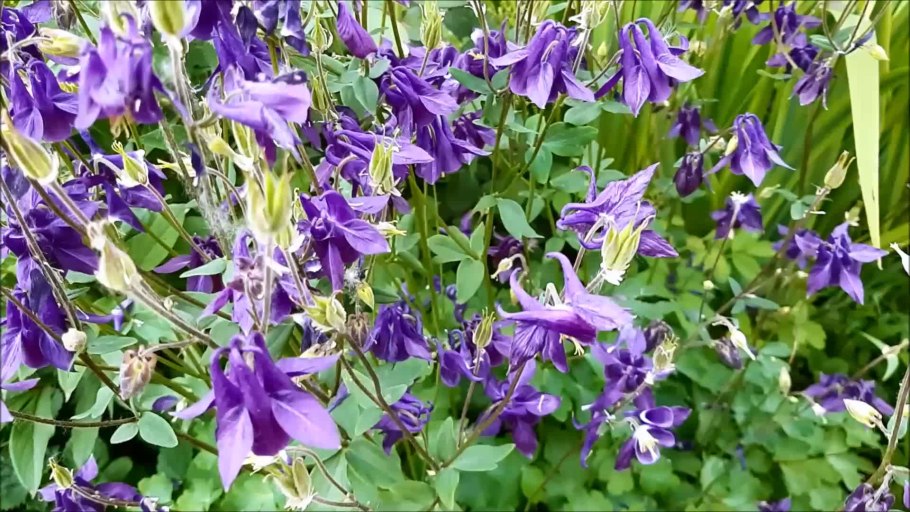 Водосбор плод