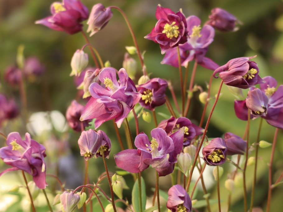 Аквилегия вееровидная