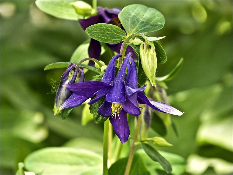 Водосбор Сибирский рисунок