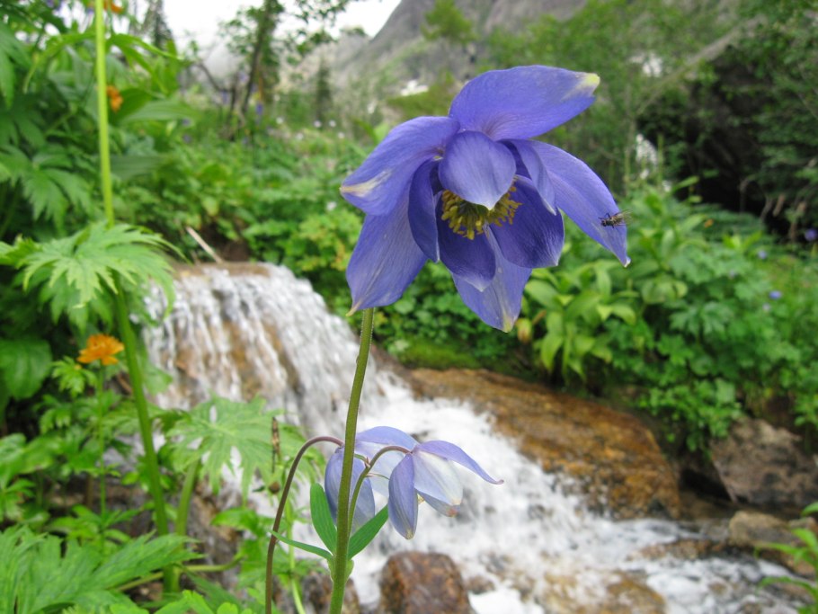 Водосбор гегский