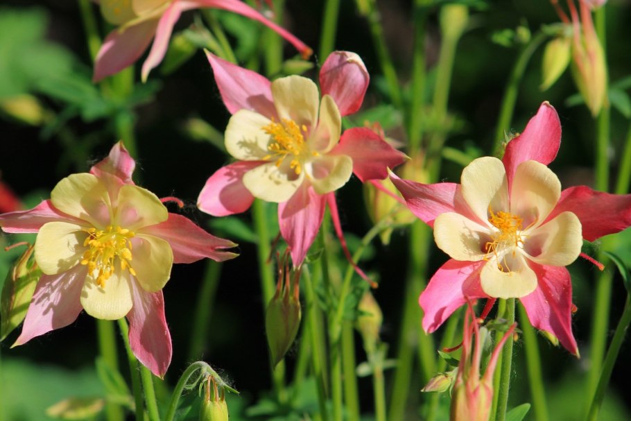 Aquilegia atrovinosa