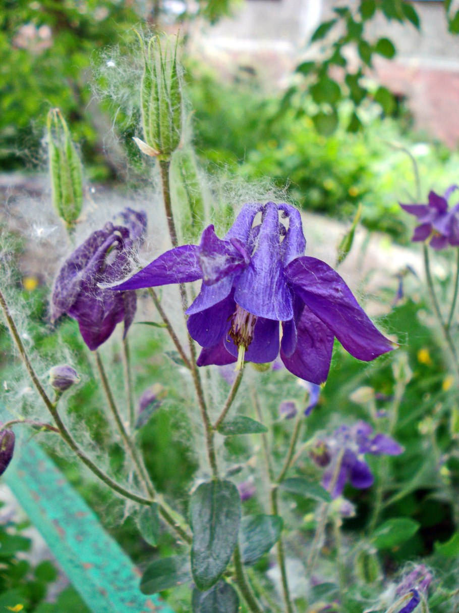 Аквилегия Сибирская