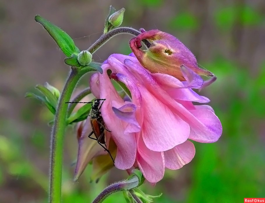 Водосбор мелкоцветковый