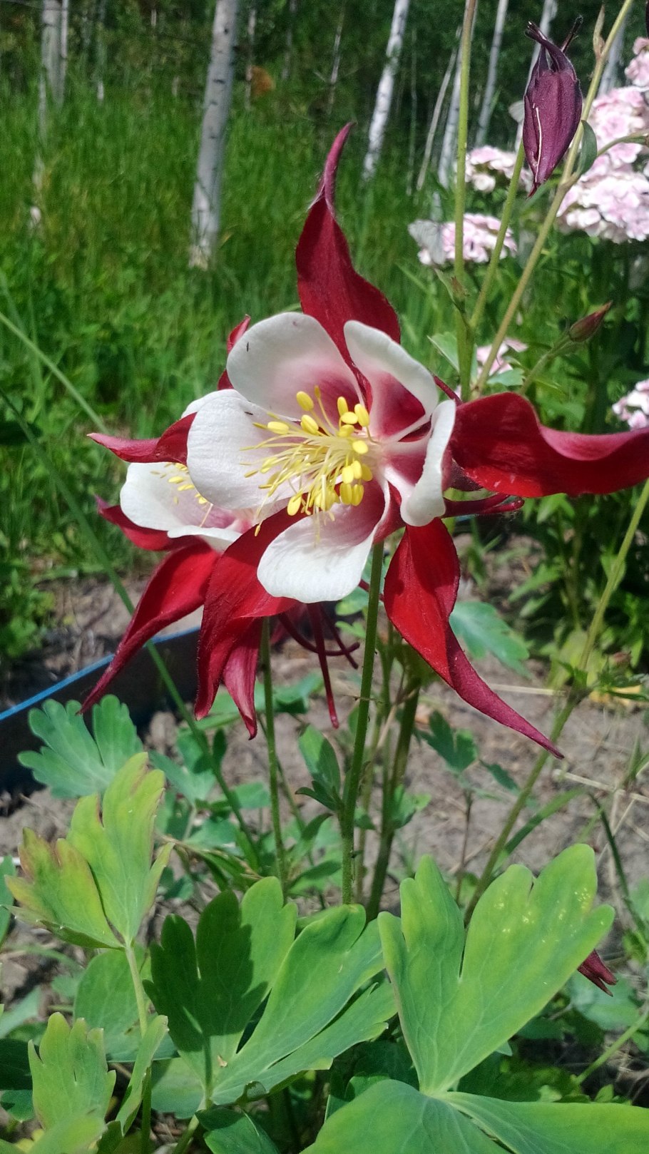 Аквилегия кримсон стар