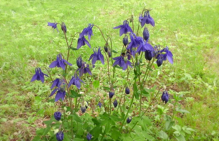 Аквилегия Колумбина