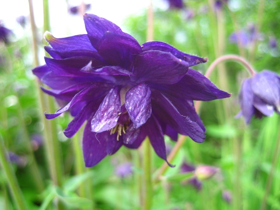 Аквилегия водосборная