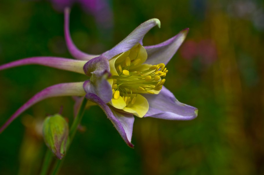 Водосбор обыкновенный