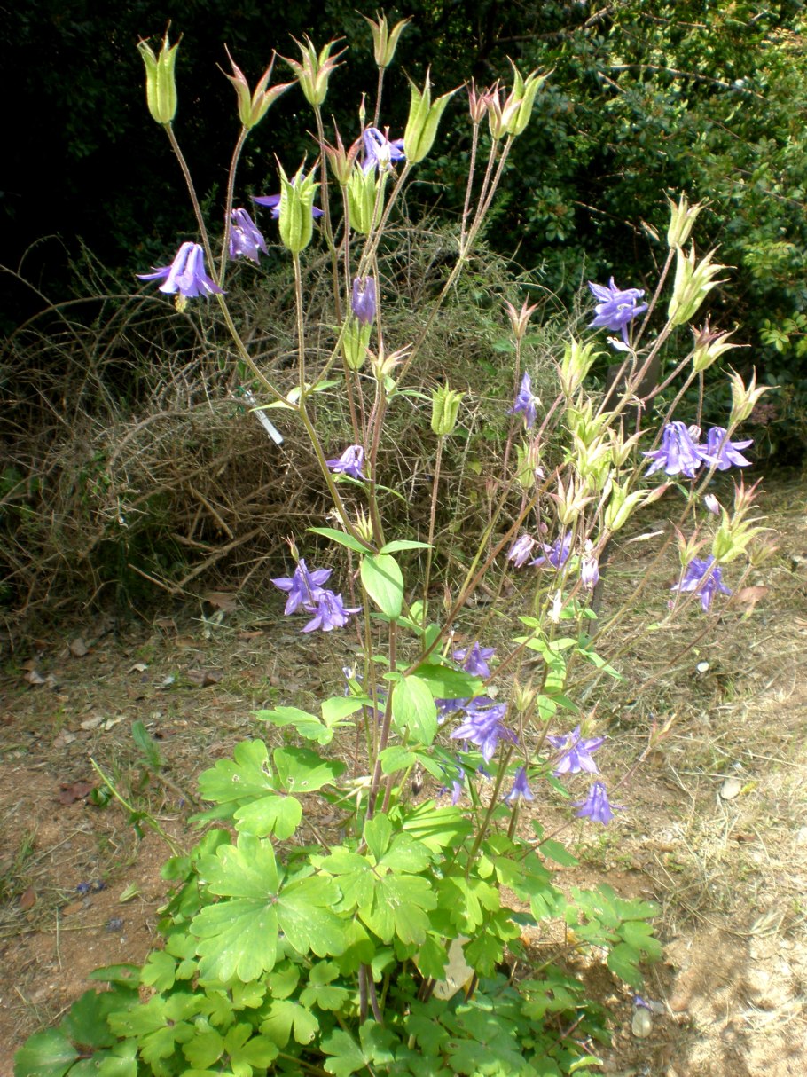 Aquilegia vulgaris