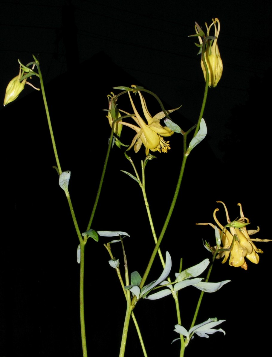 Aquilegia vulgaris