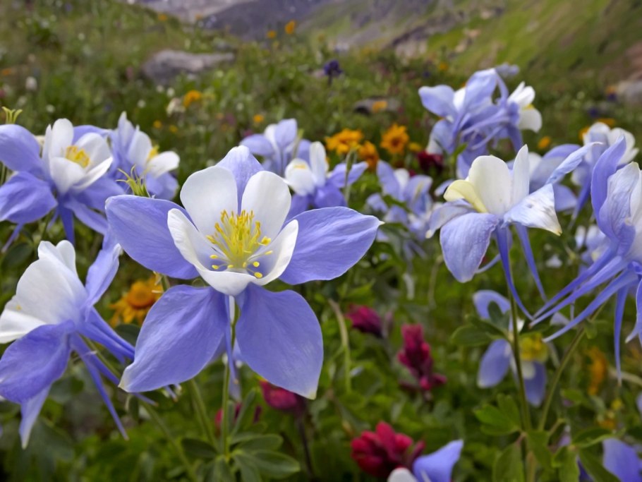 Аквилегия голубая