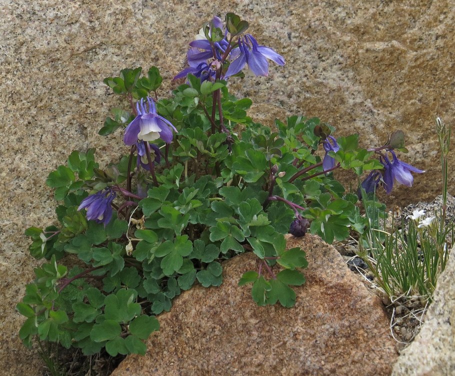 Колокольчик водосборник