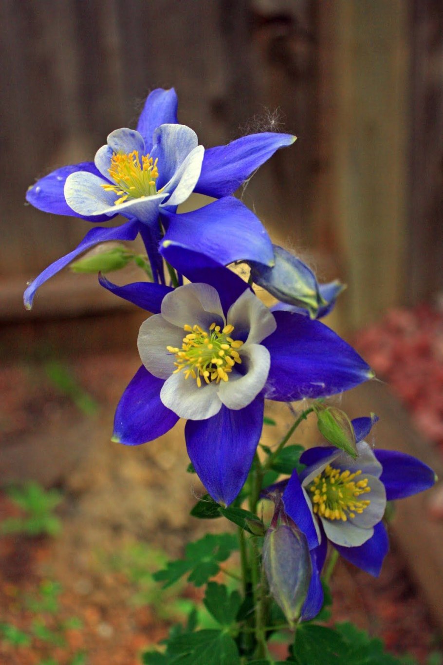 Аквилегия колумбийская