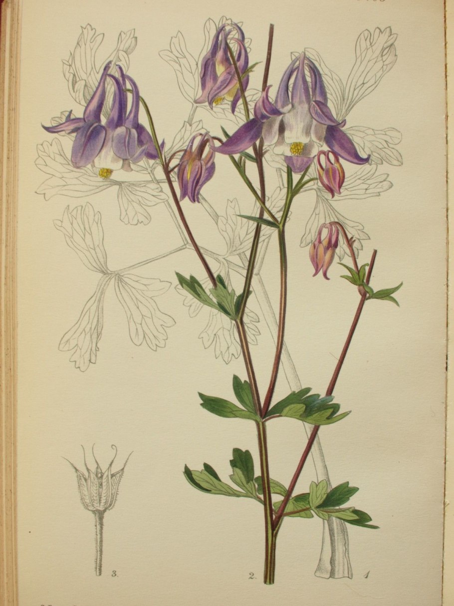 Аквилегия сибирская альба