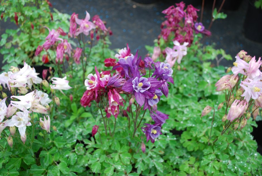 Аквилегия зеленоцветковая