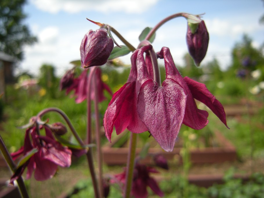 Аквилегия руби порт