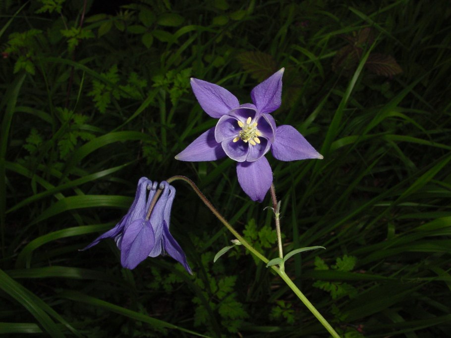 Водосбор мелкоцветковый