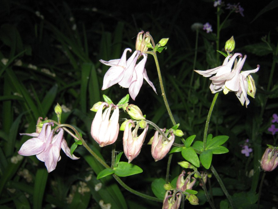 Водосбор мелкоцветковый