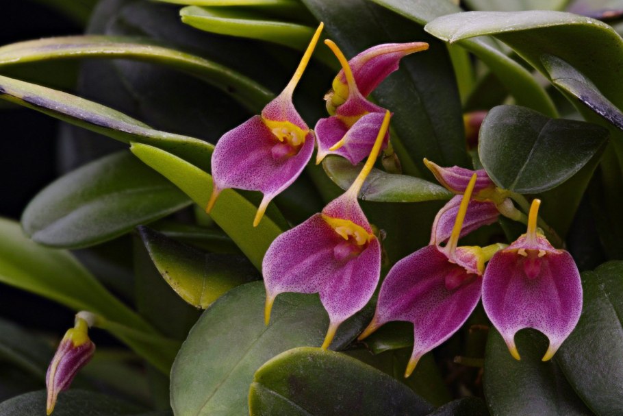 Masdevallia floribunda