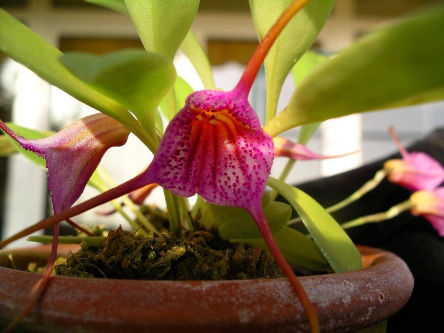 Masdevallia leucantha