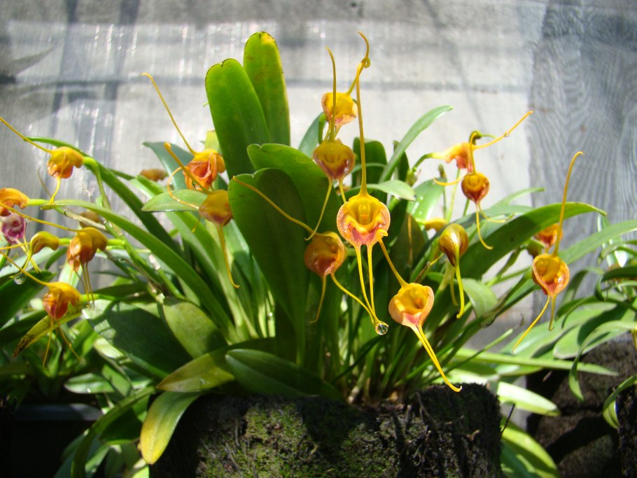 Masdevallia Zebrina