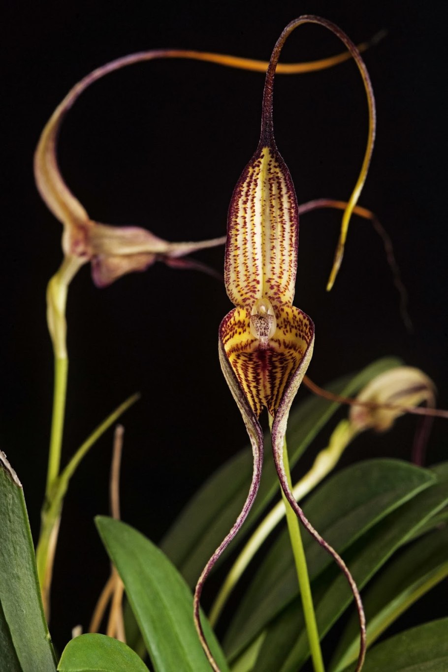 Masdevallia Denis Roessiger 'Ecuagenera'