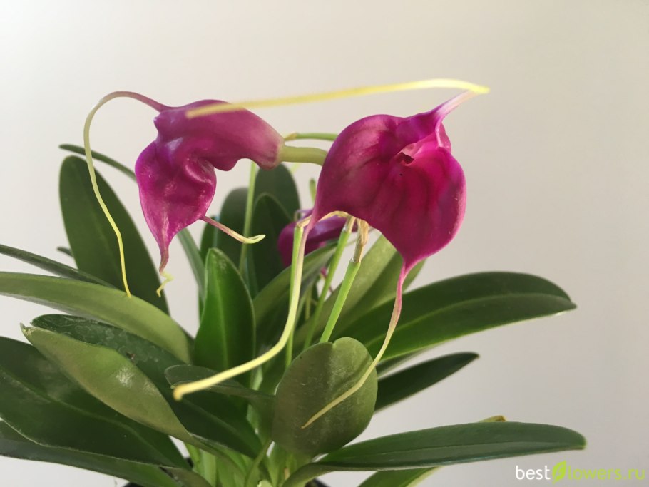Masdevallia amplexa