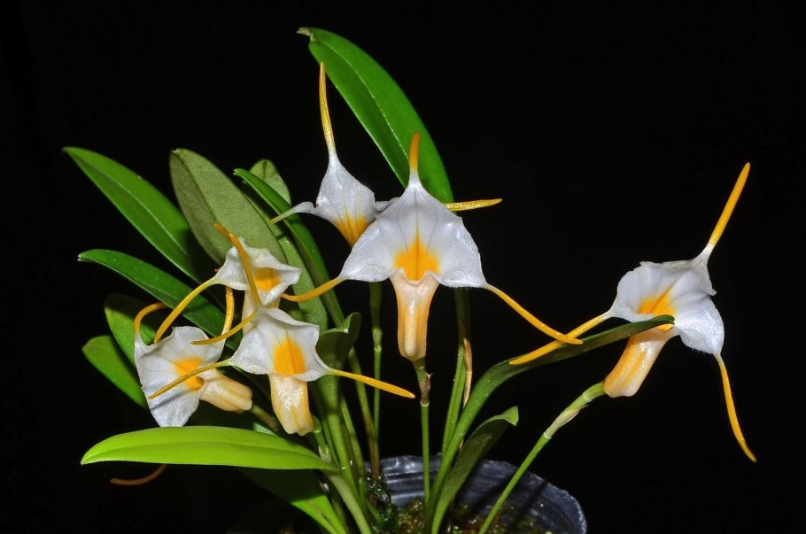 Masdevallia Ignea Орхидея