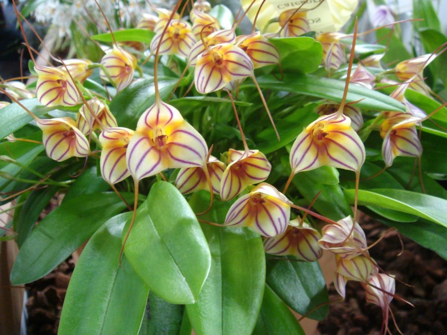 Орхидея Masdevallia