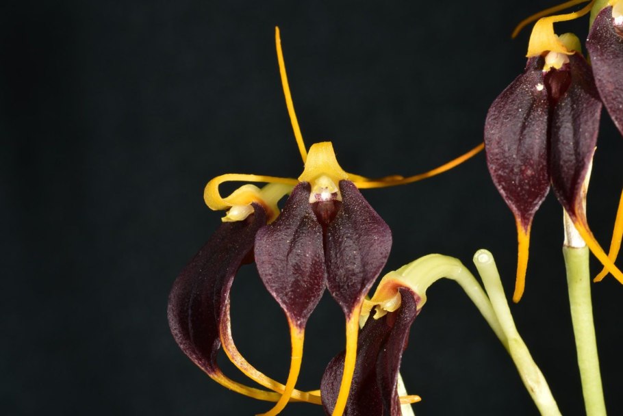 Масдеваллия триангулярис