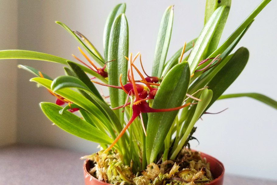 Masdevallia lamprotyria