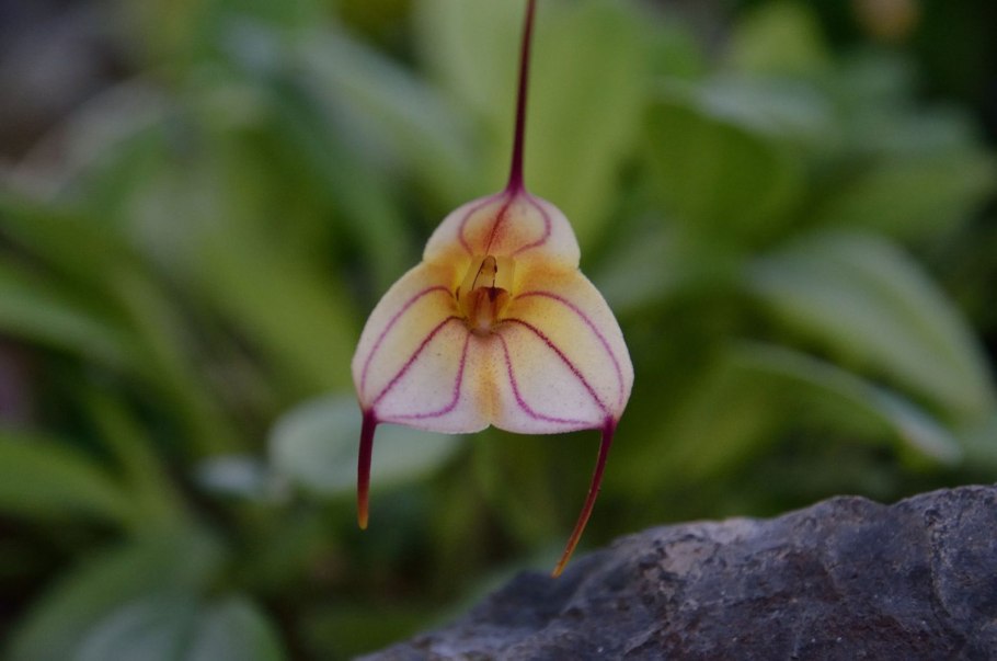 Масдеваллия veitchiana