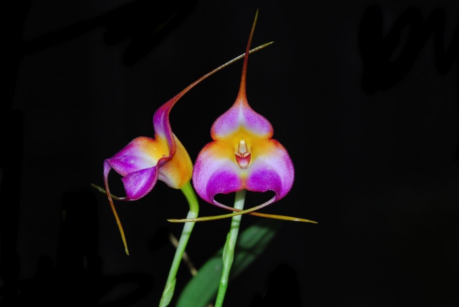 Masdevallia pumila