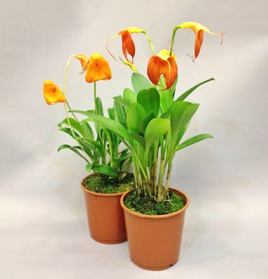 Масдеваллия триангуларис