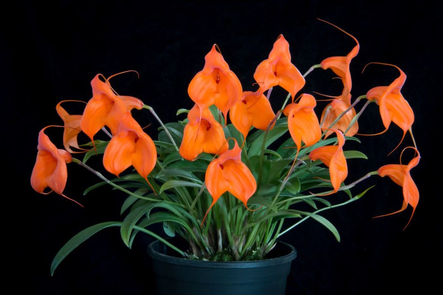Masdevallia hirtzii
