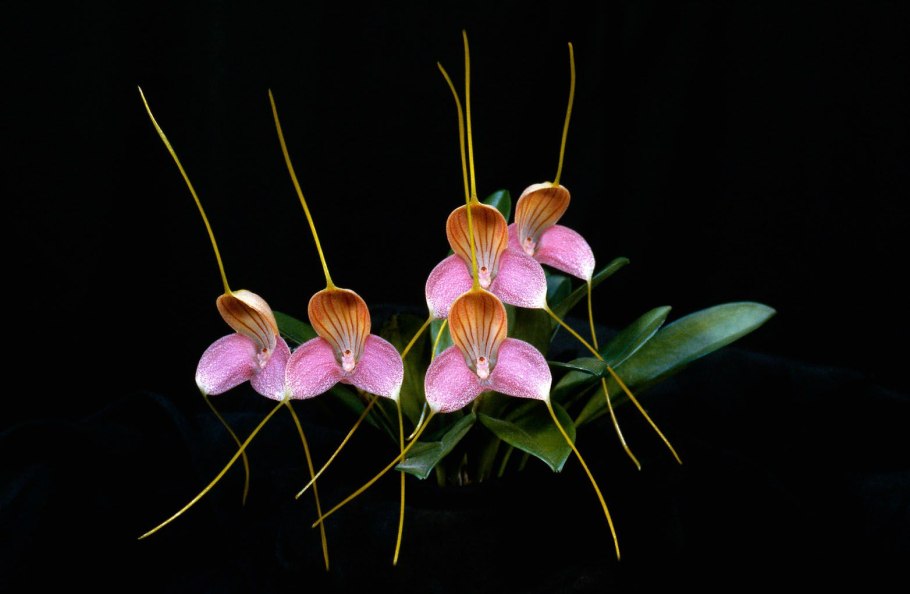 Masdevallia Aquarius