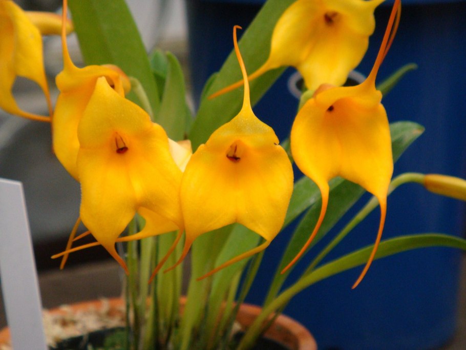 Masdevallia leucantha