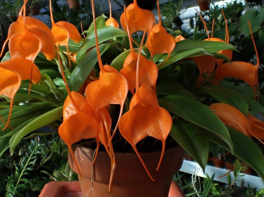 Masdevallia hirtzii