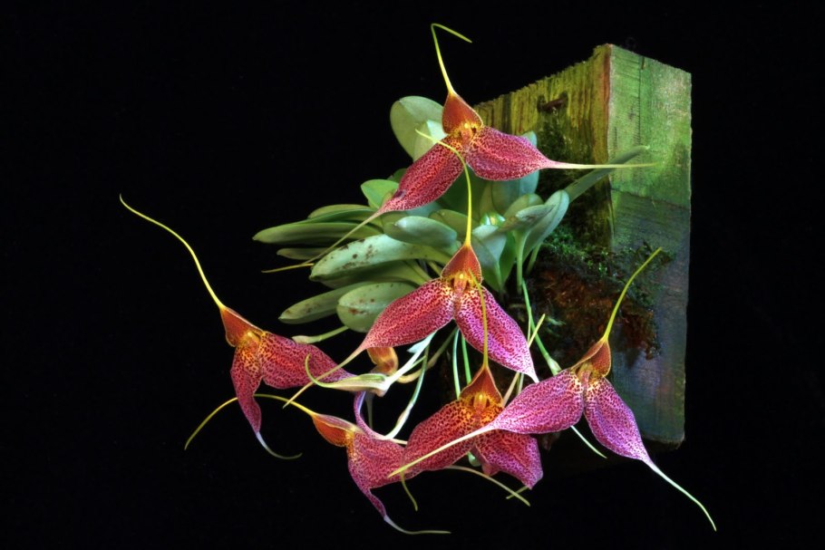 Масдеваллия микс