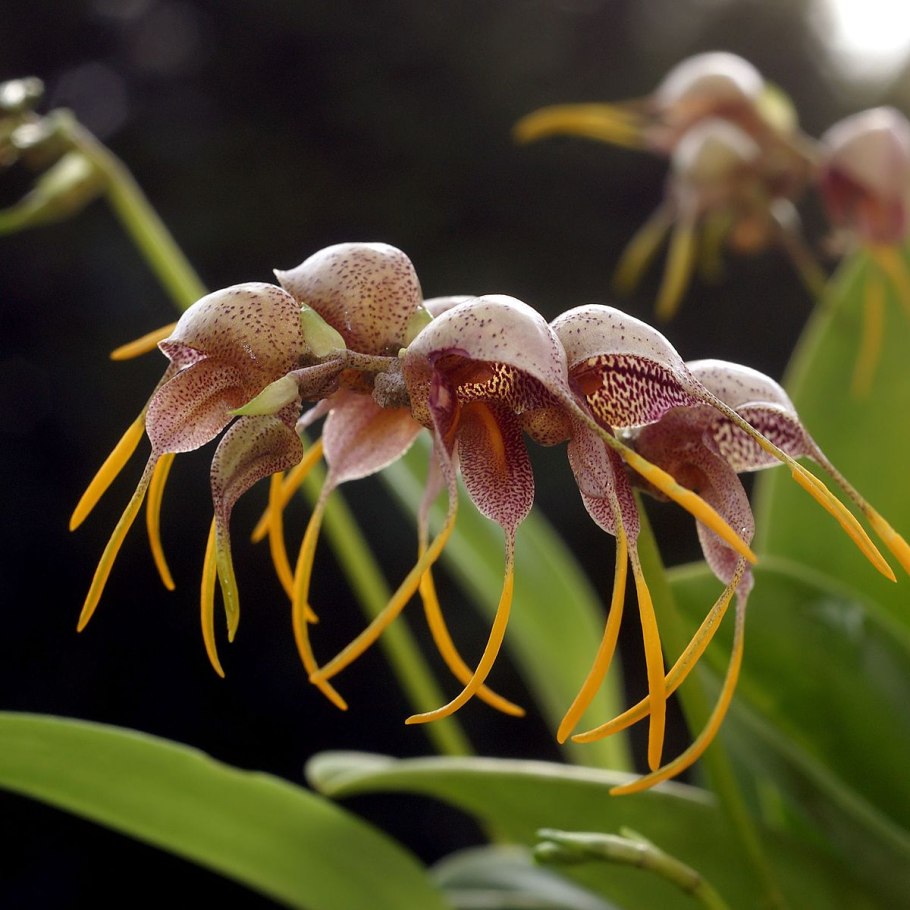Орхидея масдеваллия белая