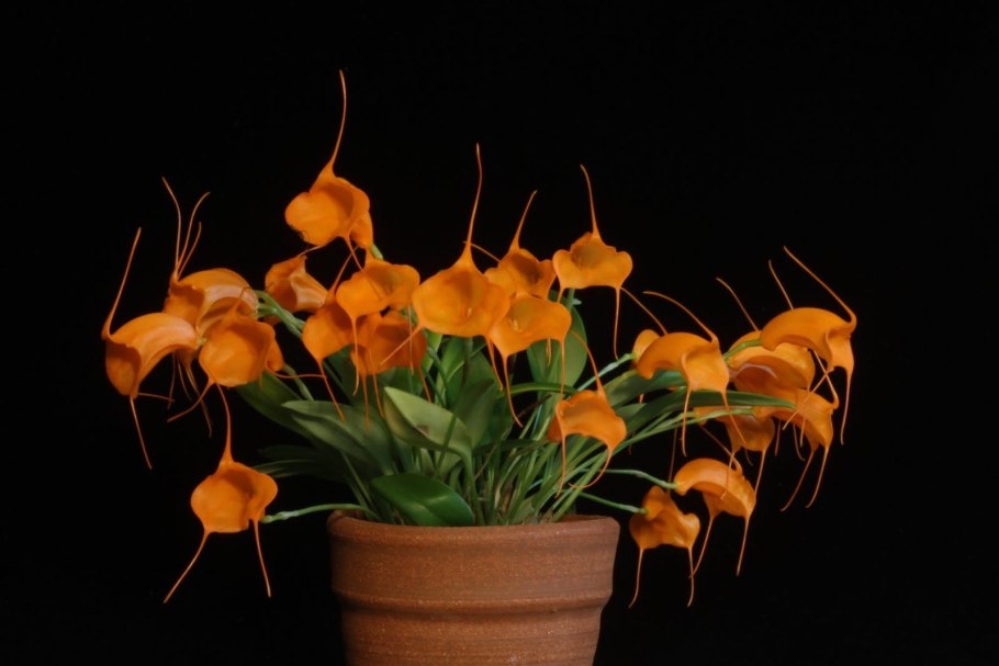 Masdevallia hirtzii