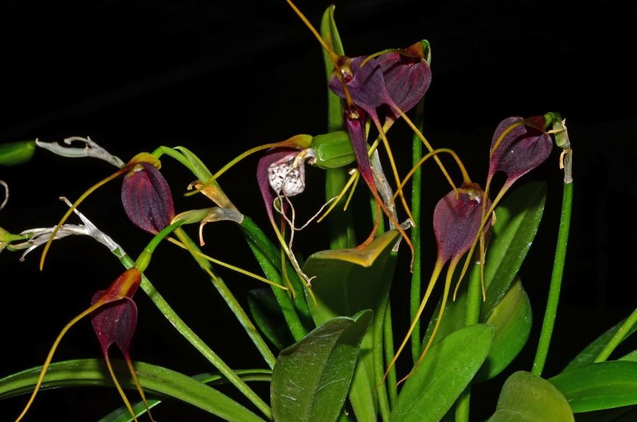 MASD. Nidifica Yellow