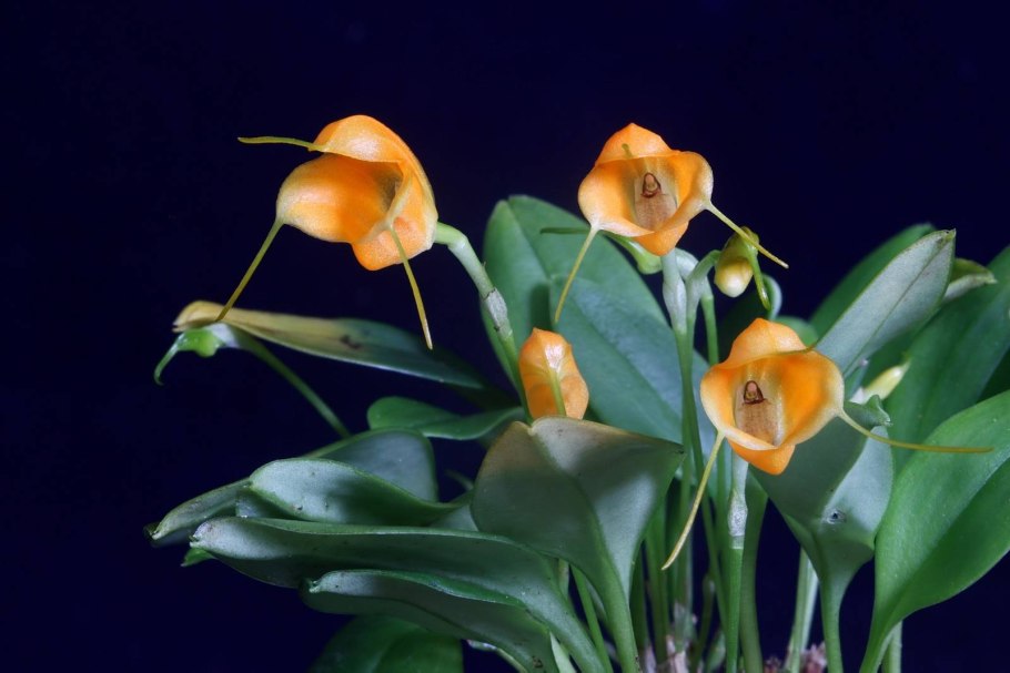 Masdevallia Orchids