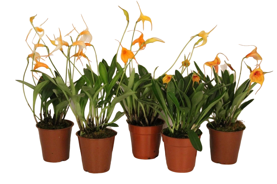 Masdevallia weberbaueri