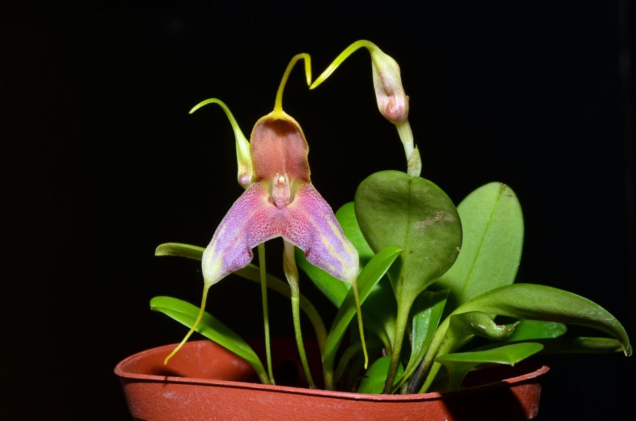 Masdevallia decumana