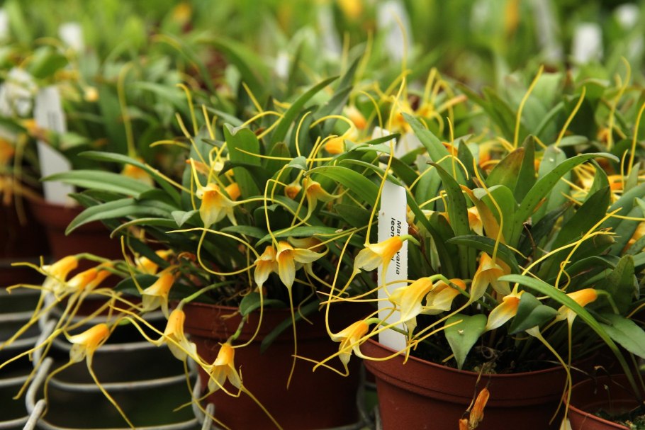 Орхидея оранжевая масдеваллия