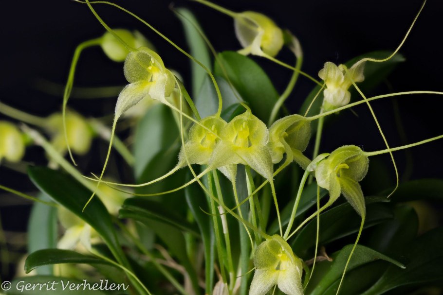 Masdevallia glandulosa