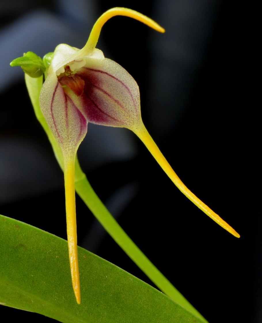Masdevallia herradurae Botanique