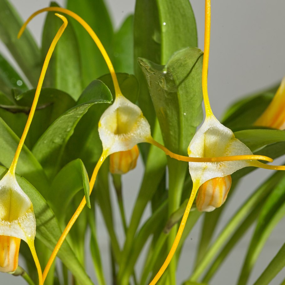 Masdevallia hymenantha
