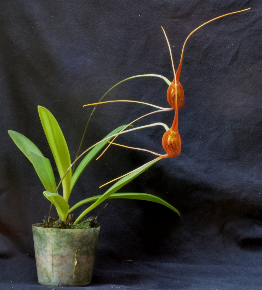 Masdevallia princeps
